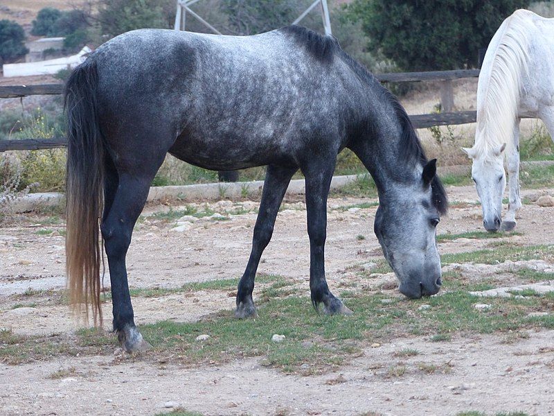 File:Cheval crétois profil.jpg