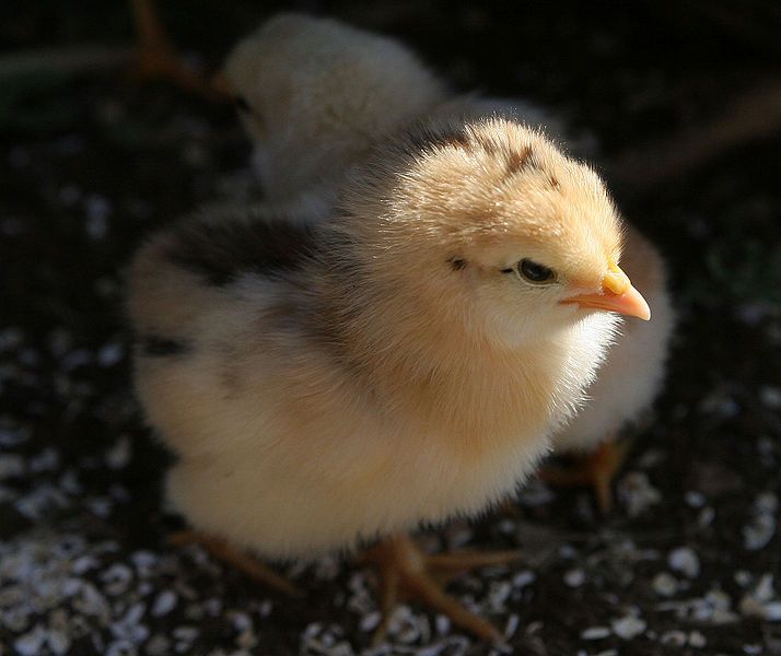 File:Chick02.jpg