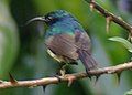 Eastern Double-collared Sunbird