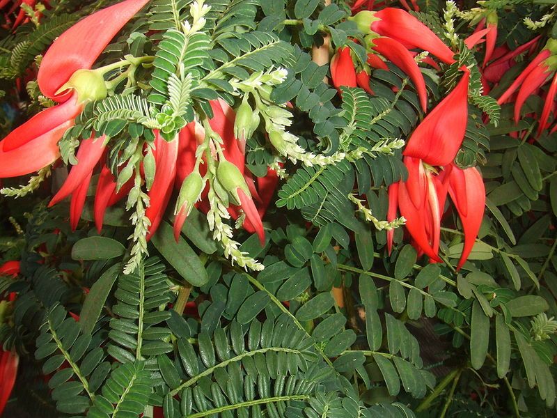 File:Clianthus puniceus1.jpg