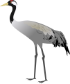 Common Crane