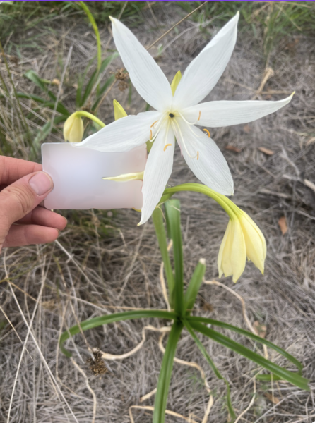 File:Crinum Flaccidum 2.png