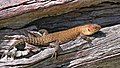 Egernia cunninghami basking on fallen log.