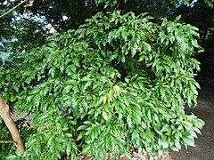 Immature foliage