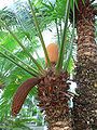 Cycas circinalis, queen sago, false sago, fern palm