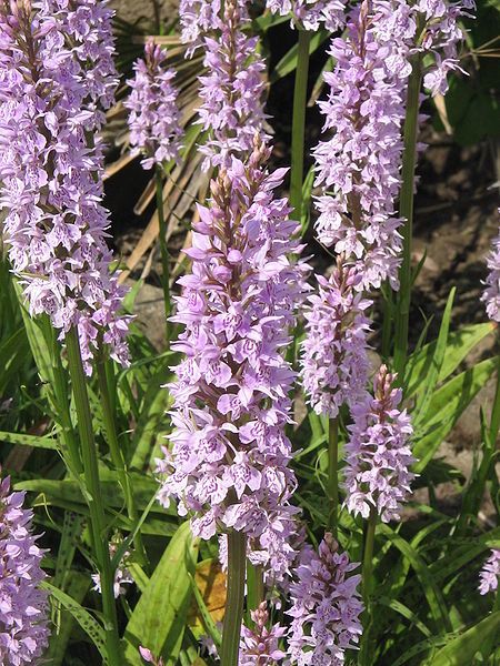 File:Dactylorhiza maculata02.jpg