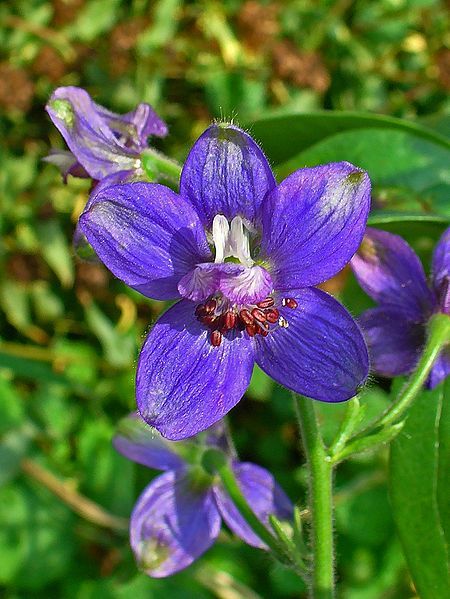 File:Delphinium staphisagria 002.JPG