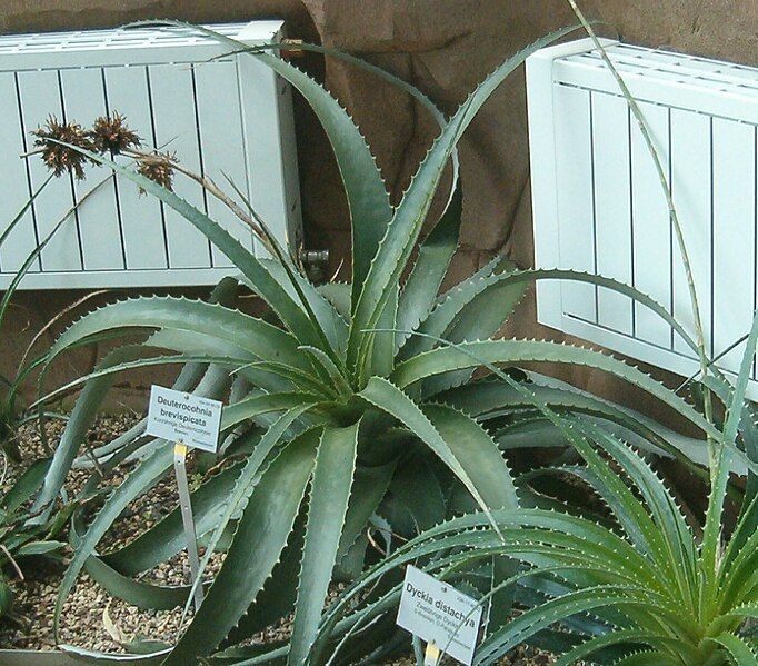 File:Deuterocohnia brevispicata BotGardBln07122011A.jpg