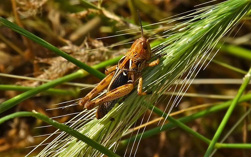 File:Dociostaurus maroccanus L5.jpg