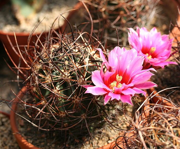 File:Echinocereus lindsayi.jpg