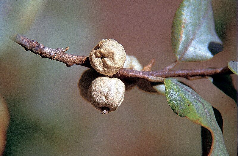 File:Elaeagnus commutata USDA2.jpg