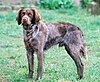 A brown dog with white markings in its fur