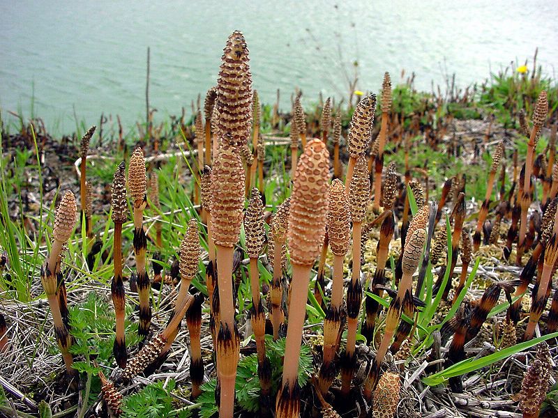 File:Equisetum arvense fr.jpg