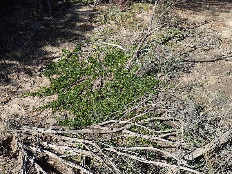 File:Eremophila serpens habit.jpg