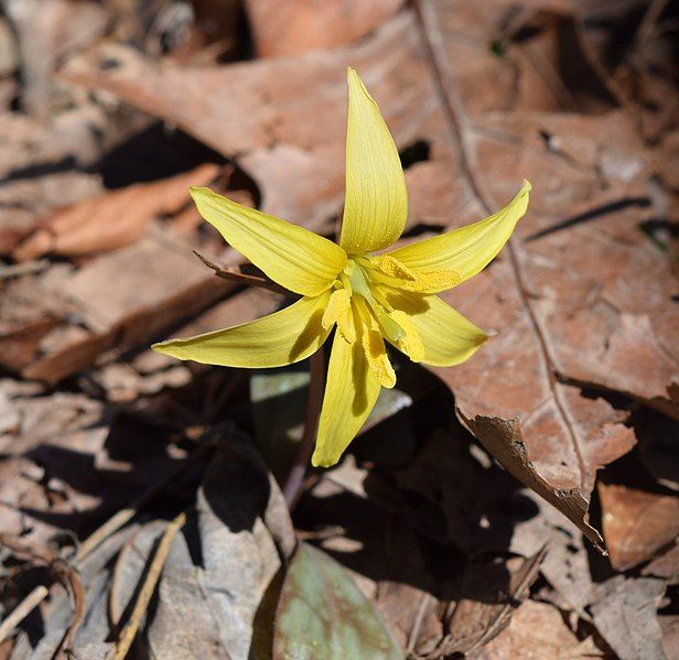 File:Erythronium rostratum Arkansas.jpg