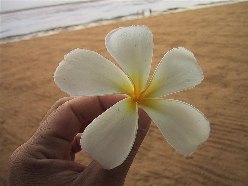 File:Frangipani-bali.jpg