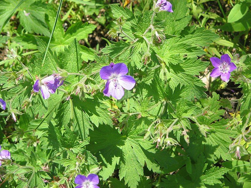 File:Geranium sylvaticum002.jpg