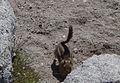 Golden-crested Ground Squirrel