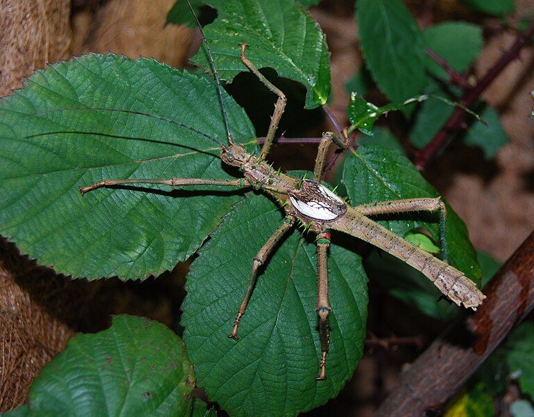 File:Haaniella saussurei Männchen.jpg