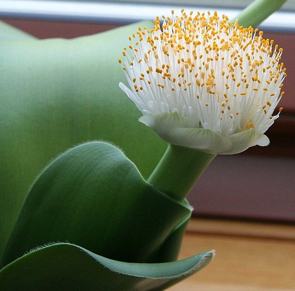 File:Haemanthus albiflos.jpg