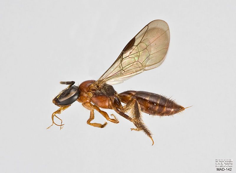 File:Halterapis rufa Female.jpg