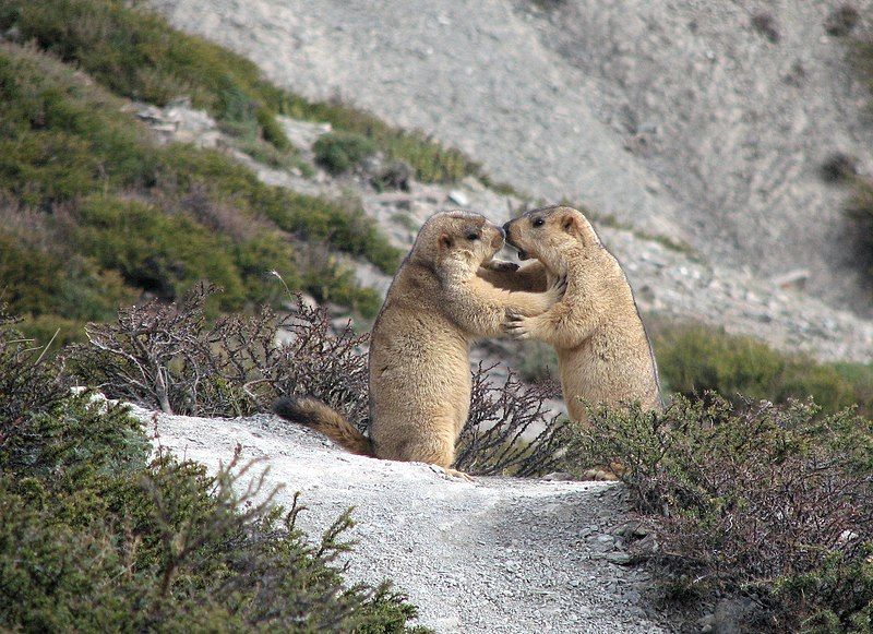 File:Himalayan marmots.jpg