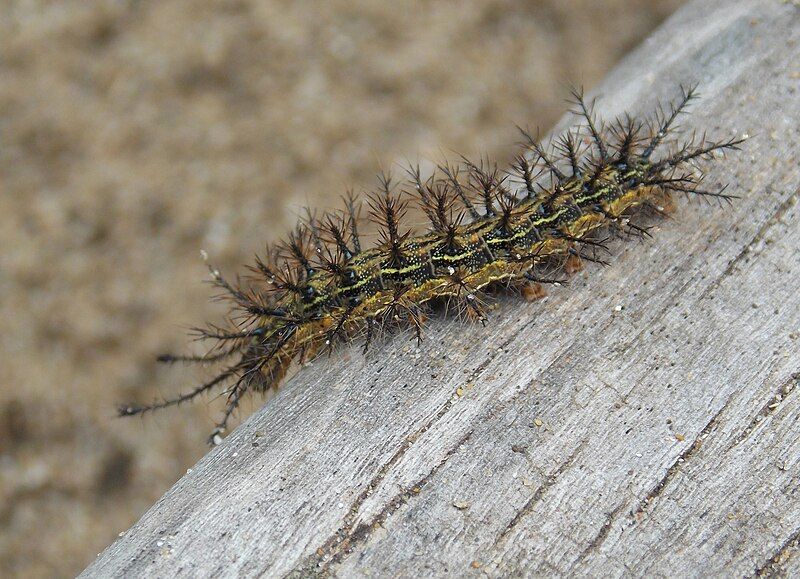 File:Hylesia nigricans larva.jpg