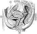 Illu female pelvis