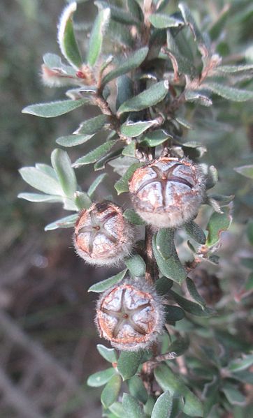 File:L. lanigerum capsules.jpg