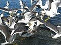 Ducks in Reykjavik, good quality but I don't know what specie of ducks it is in the picture and its EV isn't really high