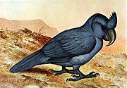 Drawing of black parrot