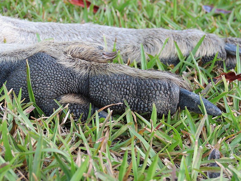 File:Macropus giganteus (12211274856).jpg