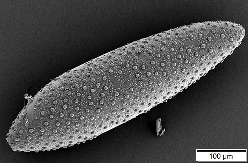 File:Mosquito egg SEM.jpg