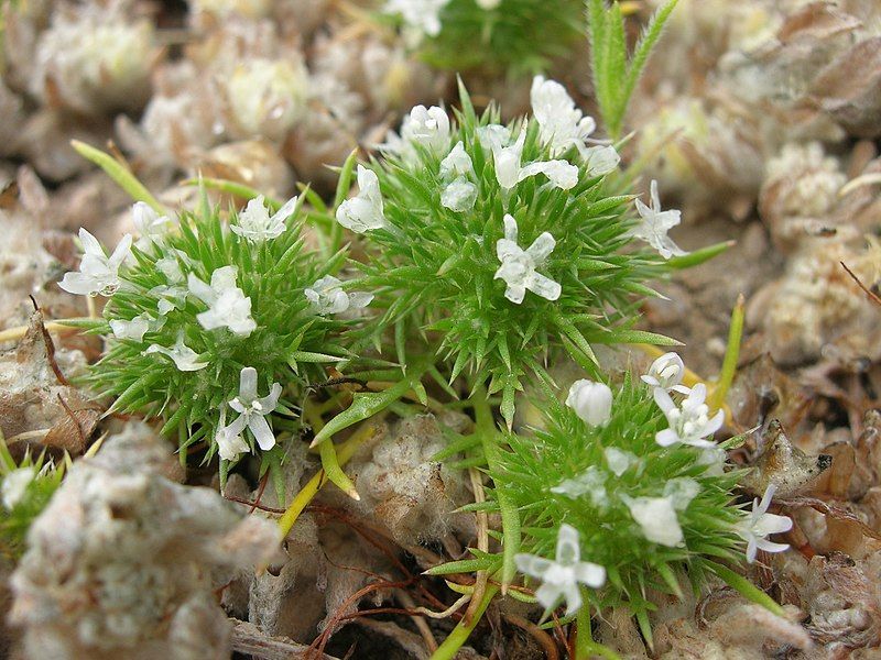 File:Navarretia fossalis.jpg