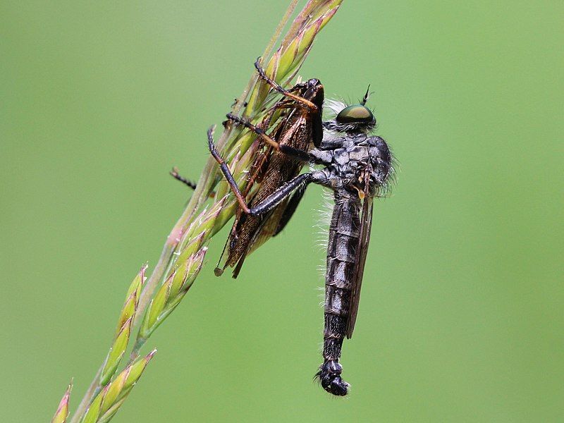 File:Neomochtherus geniculatus 02.JPG