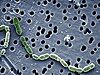 Oenococcus oeni, a member of the lactic acid bacteria family that is used in winemaking