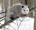 Image 4 Virginia Opossum Photo credit: Cody Pope The Virginia Opossum (Didelphis virginiana) is the only marsupial found in North America. A solitary and nocturnal animal about the size of a domestic cat, it is a successful opportunist and is found throughout North America from coast to coast (introduced to California in 1910), and from Central America and Mexico to southern Canada. More selected pictures