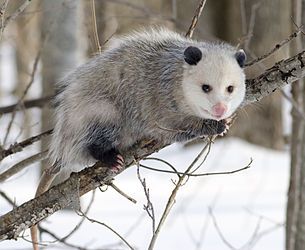 Virginia Opossum