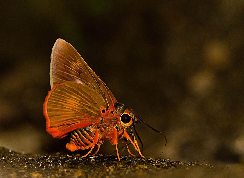 File:Orange Awlet-Kakkayam.jpg