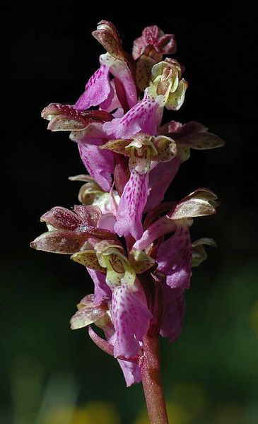 File:Orchis-spitzelii-mgk-3.jpg