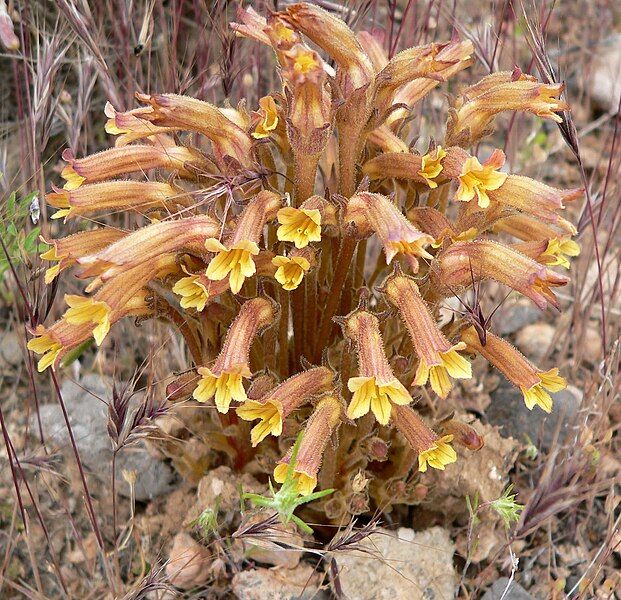 File:Orobanche fasciculata 1.jpg