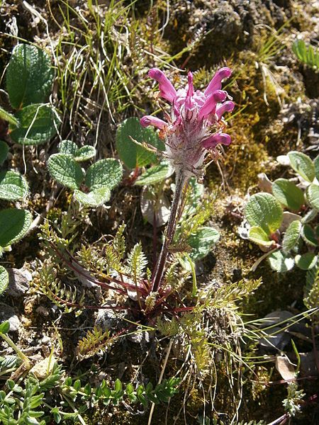 File:Pedicularis rosea allionii05.jpg