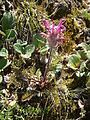 Pedicularis rosea subsp. allionii