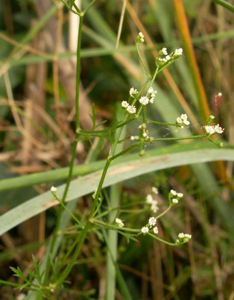 File:Petroselinum segetum 1.jpg