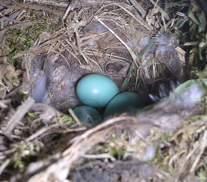 File:Phoenicurus phoenicurus eggs.jpg