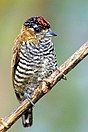 Male ochre-collared piculet