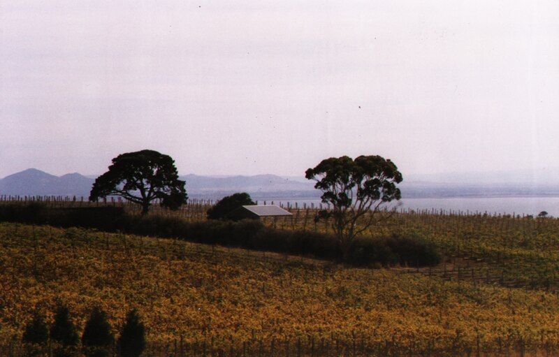 File:Portarlington Vineyards.jpg