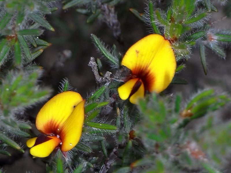 File:Pultenaea tenuifolia.jpg