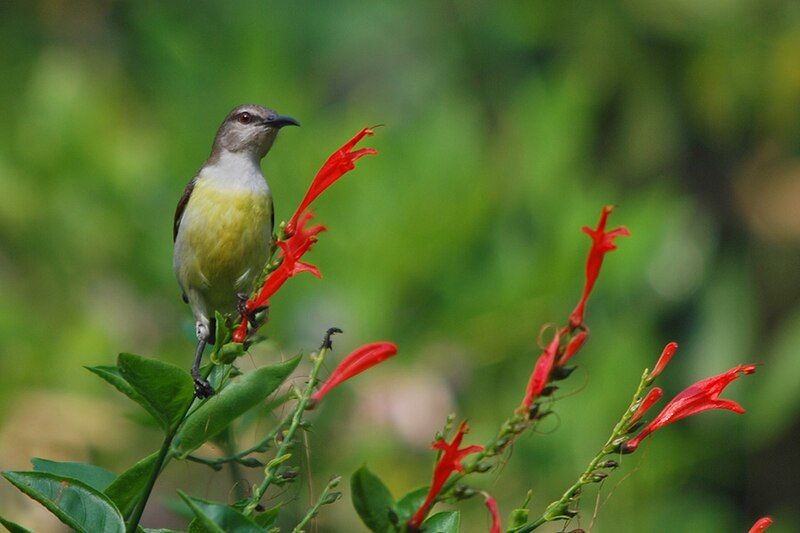 File:Purplerumpedsunbird-f.jpg