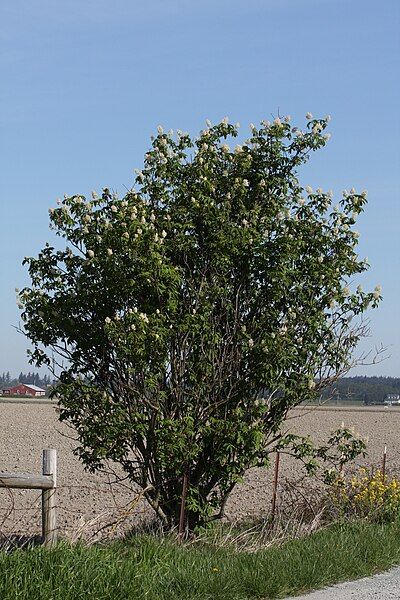 File:Sambucus racemosa 6261.JPG